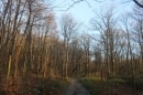 bois de Chavençon